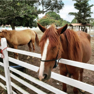 fazenda-guimaraes-4